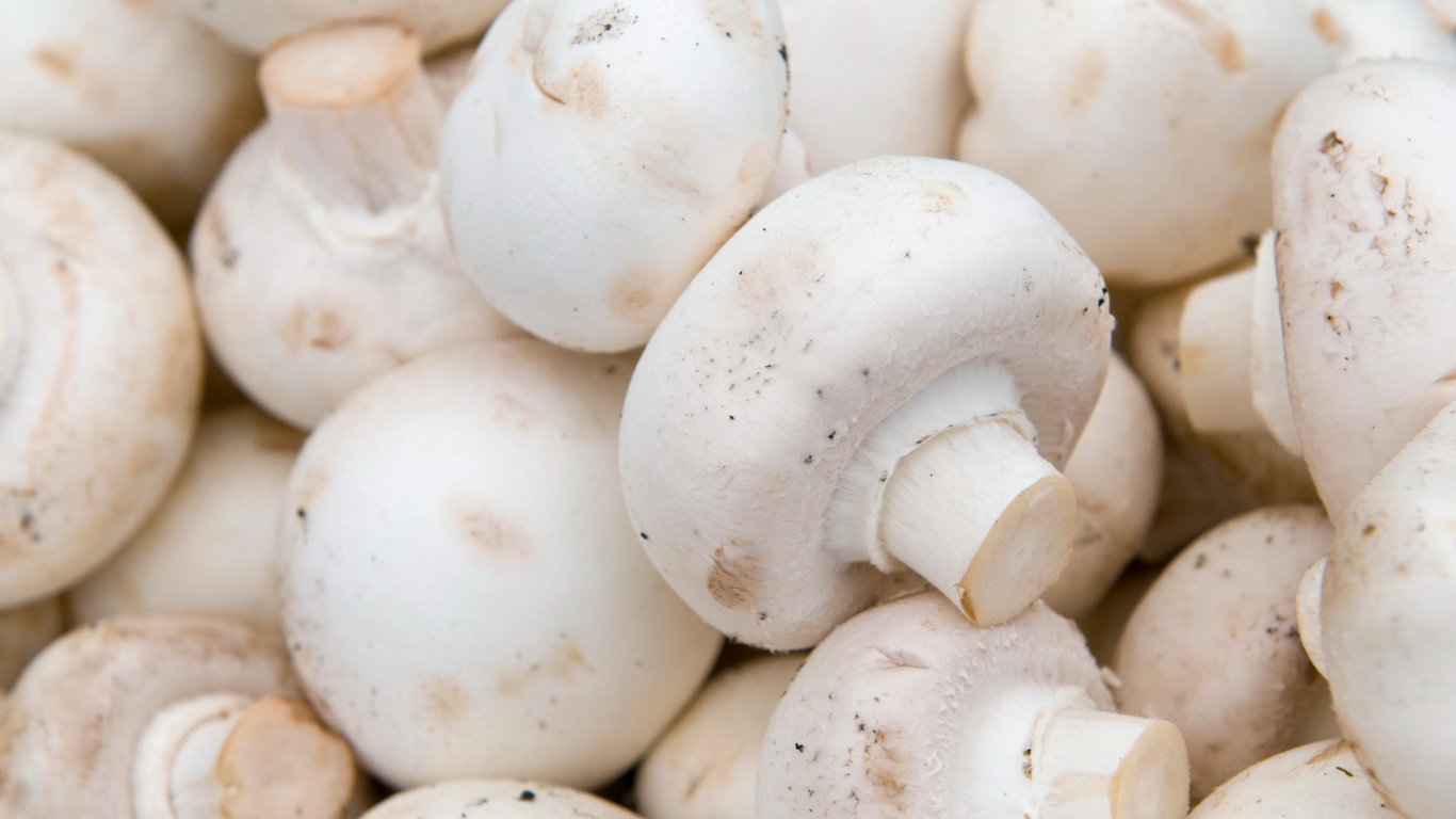 White Button Mushroom Exporter From India